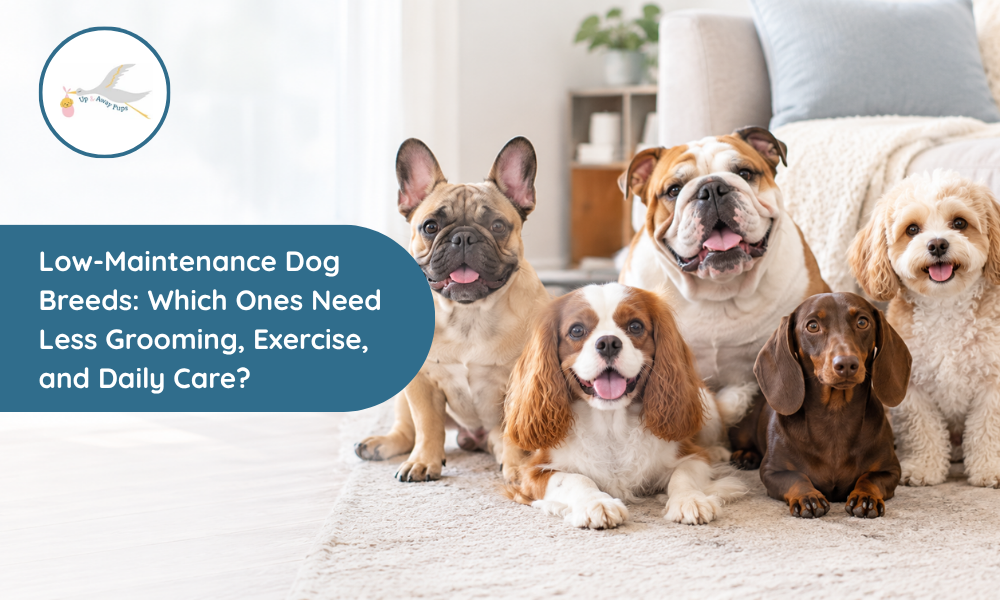 Low-Maintenance Dog Breeds: Which Ones Need Less Grooming, Exercise, and Daily Care? 