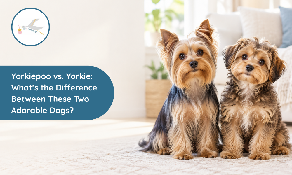 Yorkiepoo vs. Yorkie: What’s the Difference Between These Two Adorable Dogs?