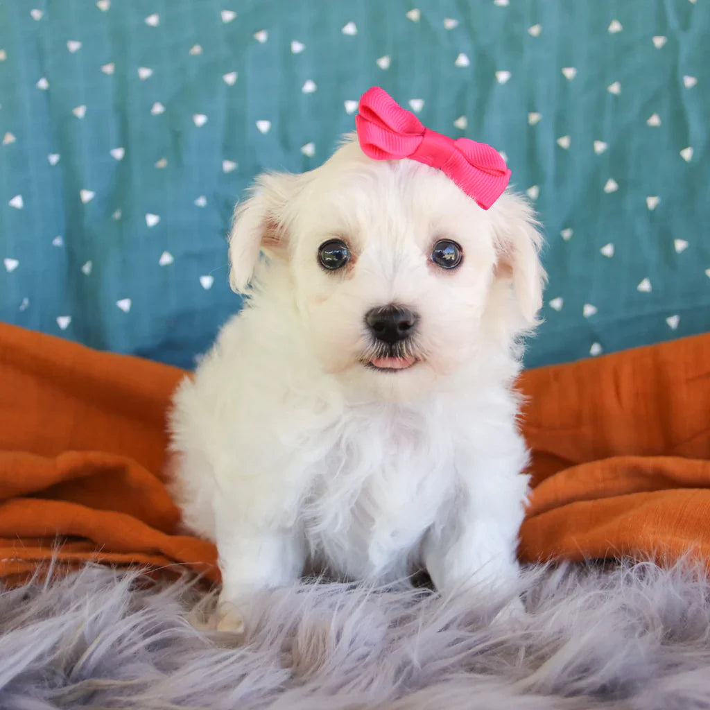 Maltichon price online