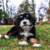 miniature bernedoodle