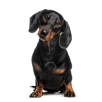 miniature dachshund