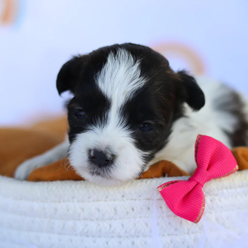 New Puppies |Teacup Havapoo Puppies For Sale | Buy Mini Havapoo Puppies ...