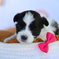 Teacup Havapoo Puppies For Sale
