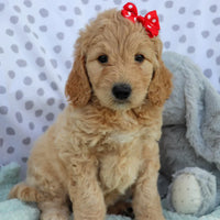 miniature newfypoo