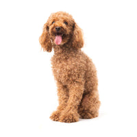 teacup poodle