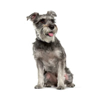 miniature schnauzer