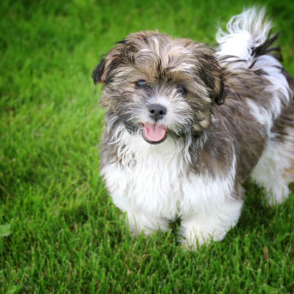 Brown teddy bear puppies for best sale sale