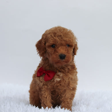 Abu - Available 9/17