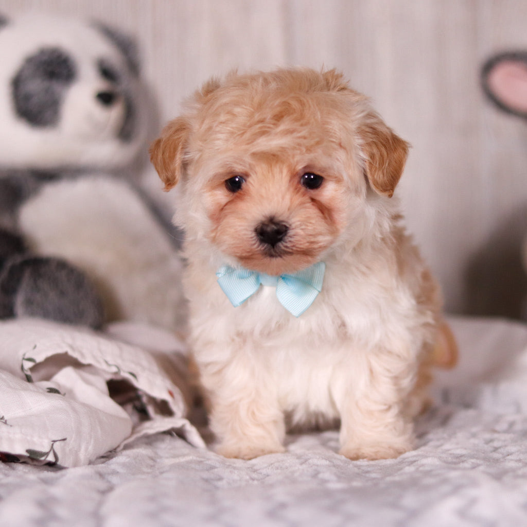 Peanut - Available 3/19