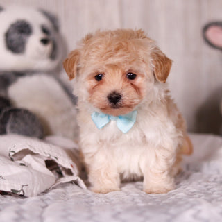 Peanut - Available 3/19