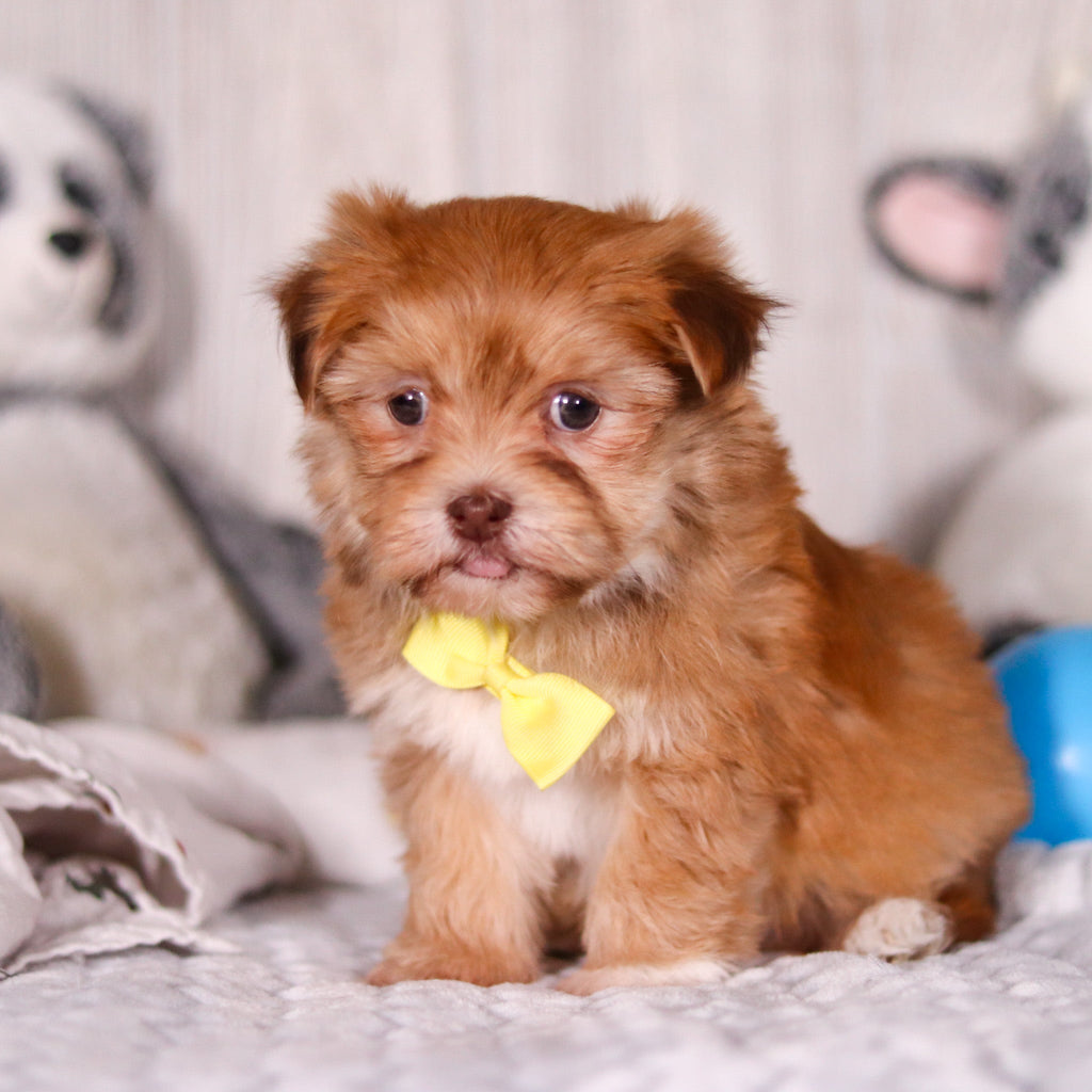 Hank - Available 3/19