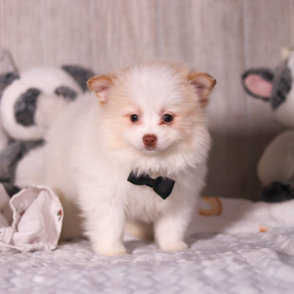 Marcello - Available 3/19