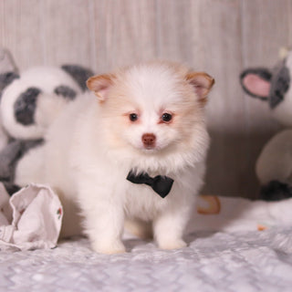 Marcello - Available 3/19