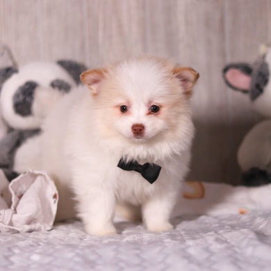 Marcello - Available 3/19