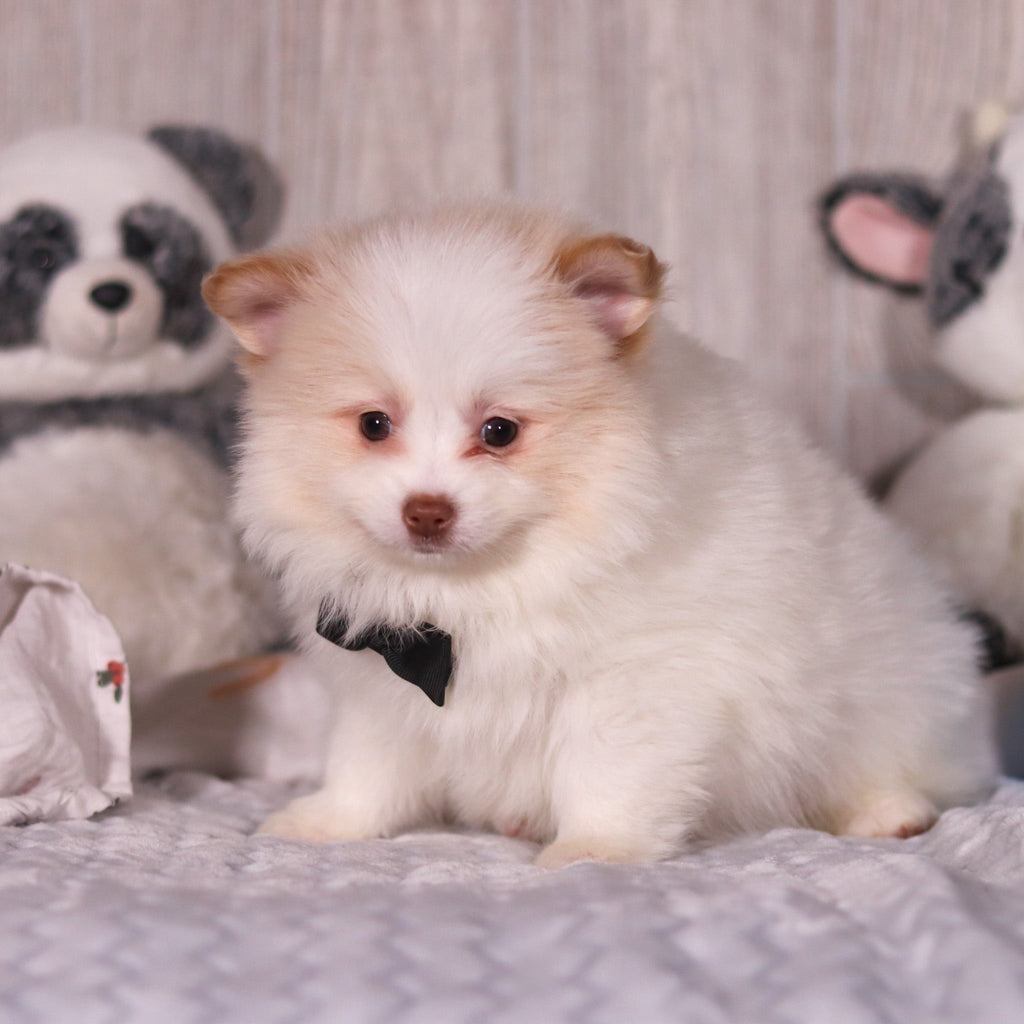 Marcello - Available 3/19