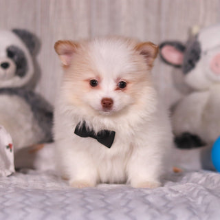 Marcello - Available 3/19