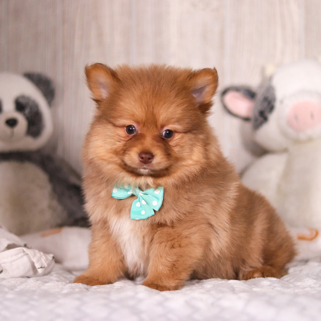 Melvin - Available 3/19