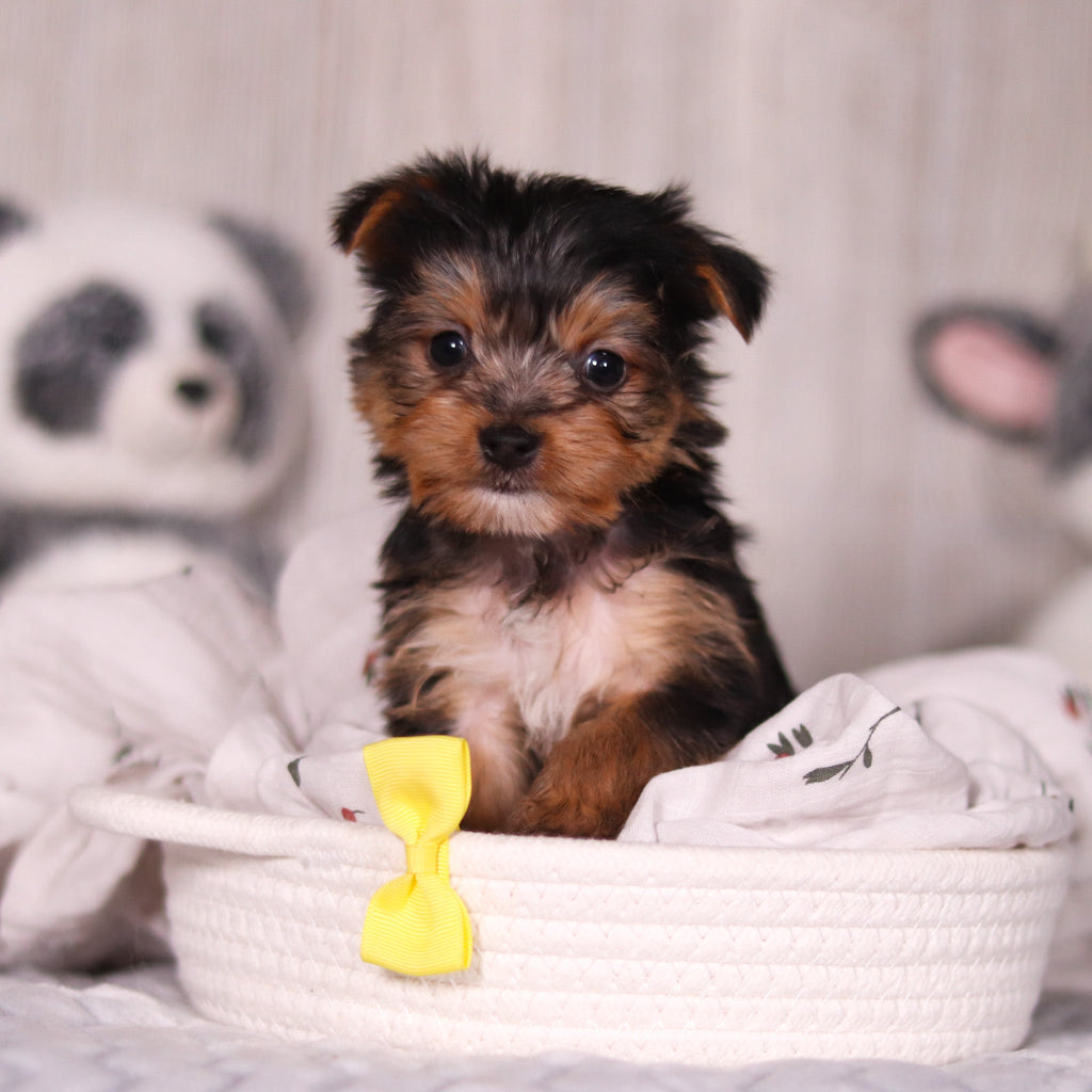 Ozzy - Available 3/19