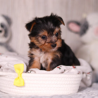 Ozzy - Available 3/19