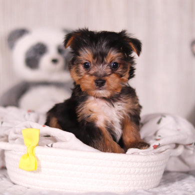 Ozzy - Available 3/19