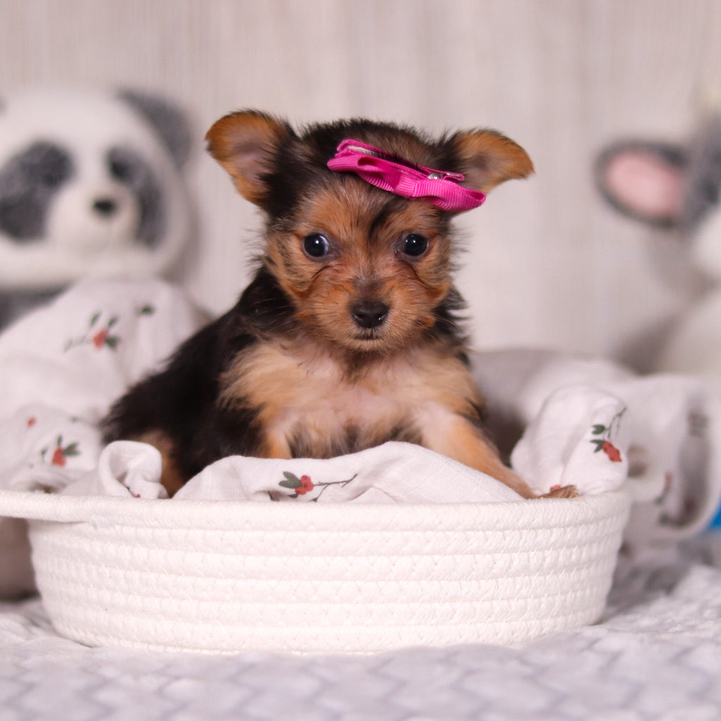 Opal - Available 3/19