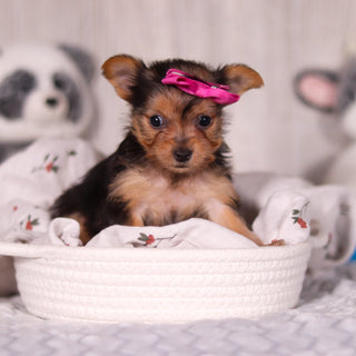 Opal - Available 3/19