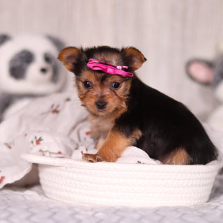 Opal - Available 3/19