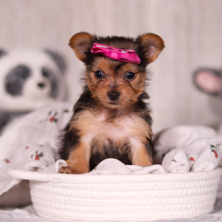 Opal - Available 3/19