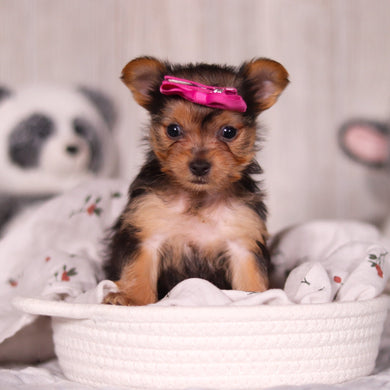 Opal - Available 3/19