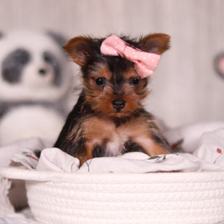 Ocean - Available 3/19