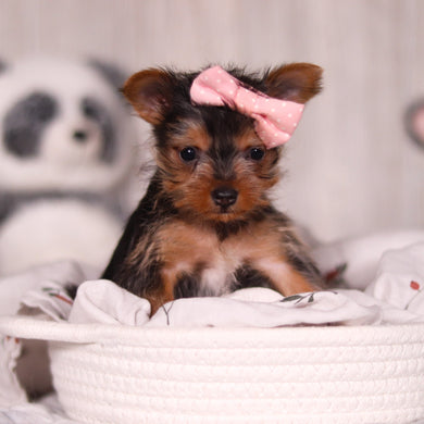 Ocean - Available 3/19