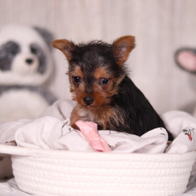 Ocean - Available 3/19