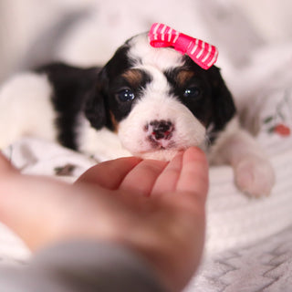 Bonnie - Available Now