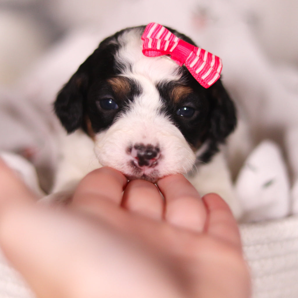 Bonnie - Available Now
