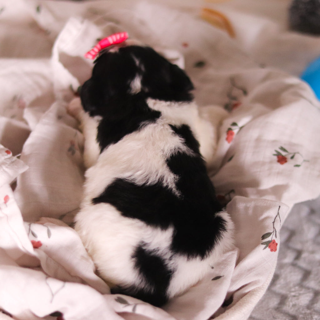 Bonnie - Available Now