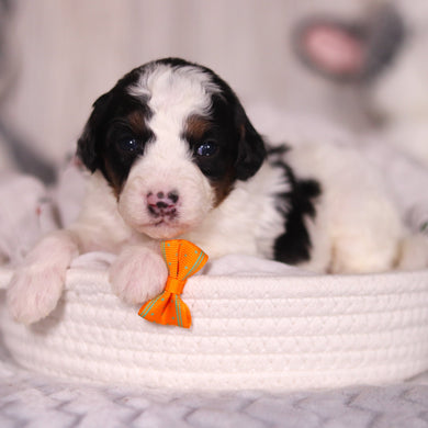 Boogie - Available 4/16