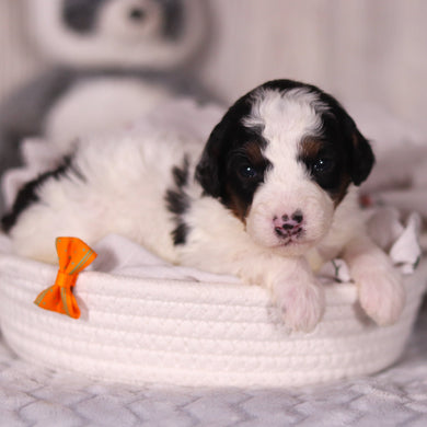 Boogie - Available 4/16