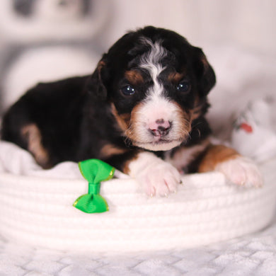 Bronte - Available 4/16