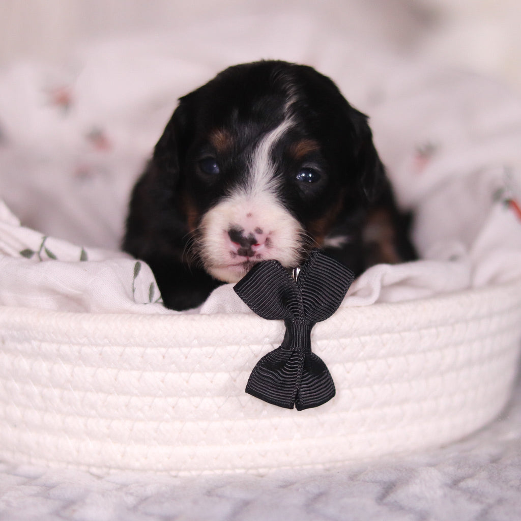 Bean - Available 4/16