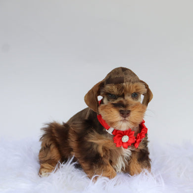 Scout - Available 8/20