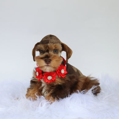 Scout - Available 8/20