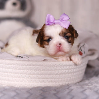 Phoebe - Available 4/9