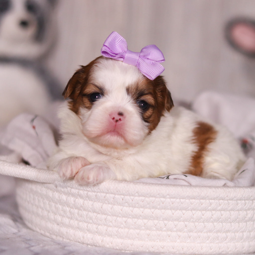 Phoebe - Available 4/9