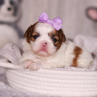 Phoebe - Available 4/9