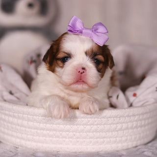 Phoebe - Available 4/9