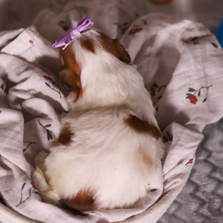 Phoebe - Available 4/9