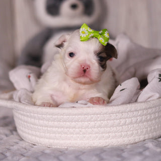 Monica - Available 4/9