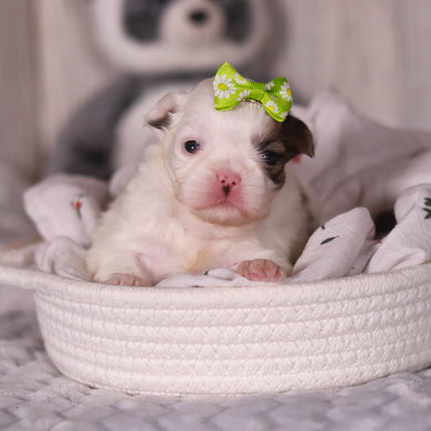 Monica - Available 4/9