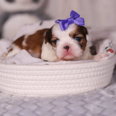 Rachel - Available 4/9