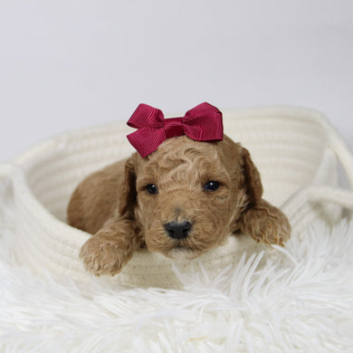 Ciara - Available 12/17